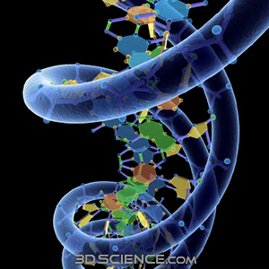 3d model DNA w phosphate 1